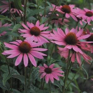 echinacea-purpurea-kim-s-knee-high-purple-coneflower