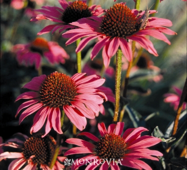 echinacea-purpurea-magnus-purple-coneflower
