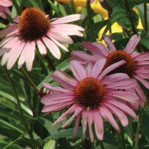 echinacea-purpurea-magnus-purple-coneflower