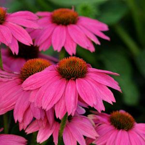 echinacea-purpurea-pas702917-powwow-wildberry-purple-coneflower