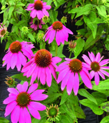 echinacea-purpurea-pas702917-powwow-wildberry-purple-coneflower