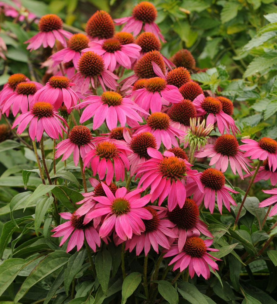 echinacea-purpurea-pas702917-powwow-wildberry-purple-coneflower