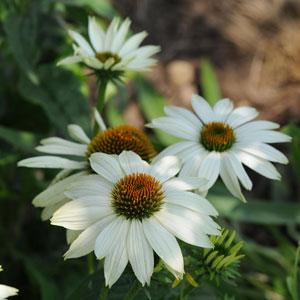 echinacea-purpurea-powwow-white-purple-coneflower