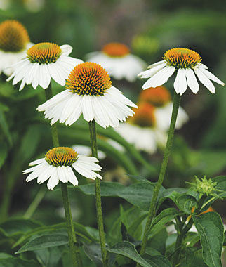 echinacea-purpurea-powwow-white-purple-coneflower