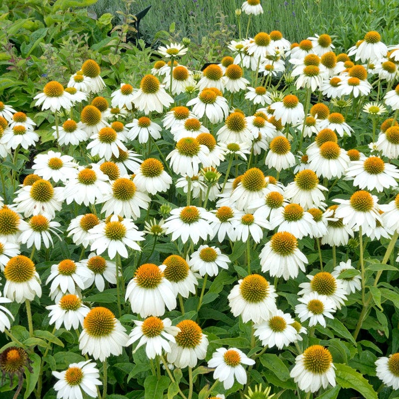 echinacea-purpurea-powwow-white-purple-coneflower