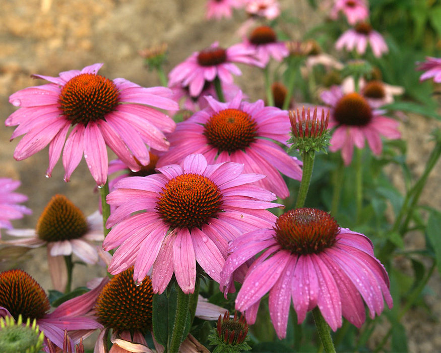 echinacea-purpurea-prairie-splendor-purple-coneflower