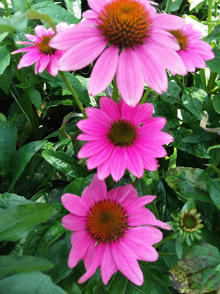 echinacea-purpurea-purple-coneflower