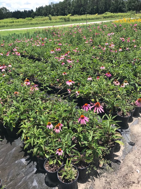 superior trees plantant com