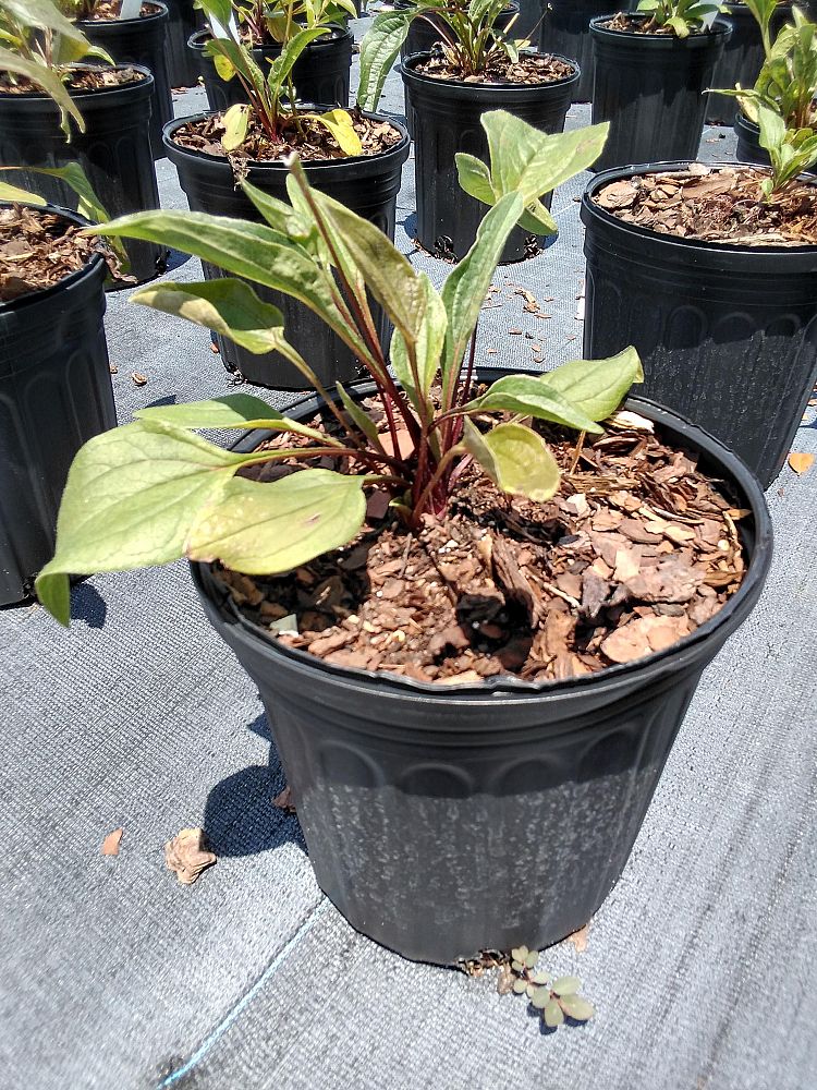 echinacea-purpurea-purple-coneflower