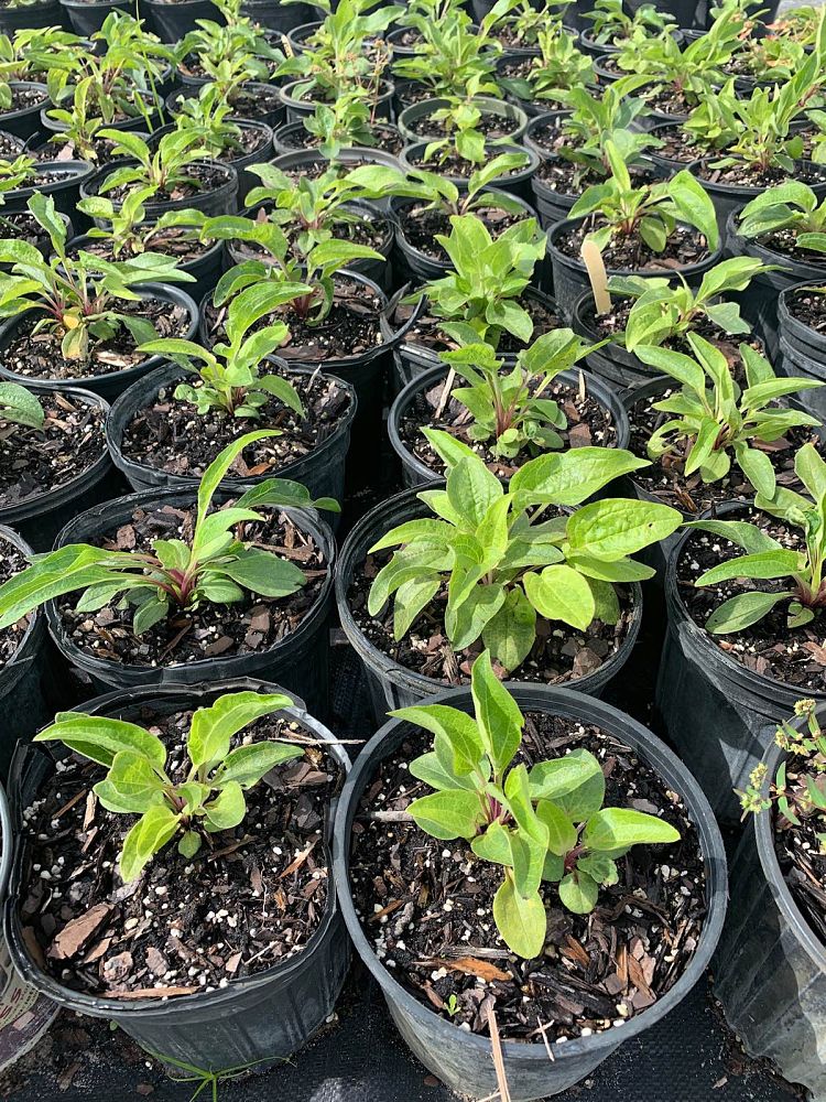 echinacea-purpurea-purple-coneflower