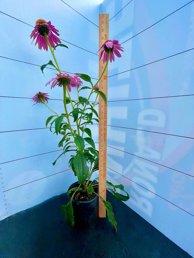 echinacea-purpurea-purple-coneflower