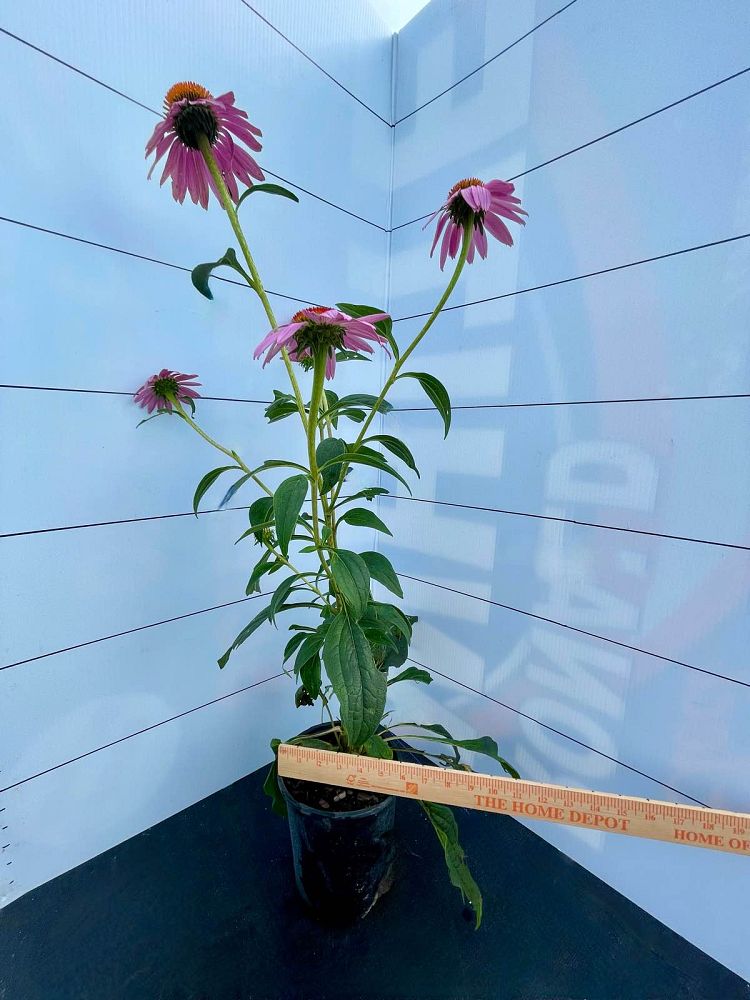 echinacea-purpurea-purple-coneflower
