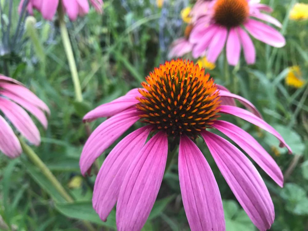 echinacea-purpurea-purple-coneflower