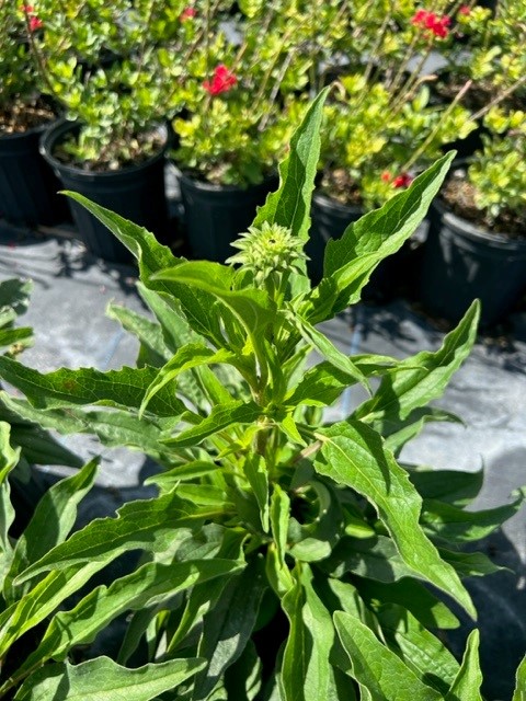 echinacea-purpurea-purple-coneflower