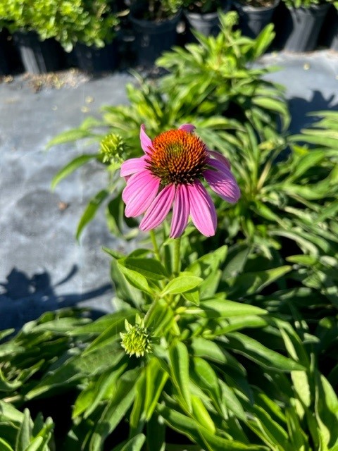 echinacea-purpurea-purple-coneflower