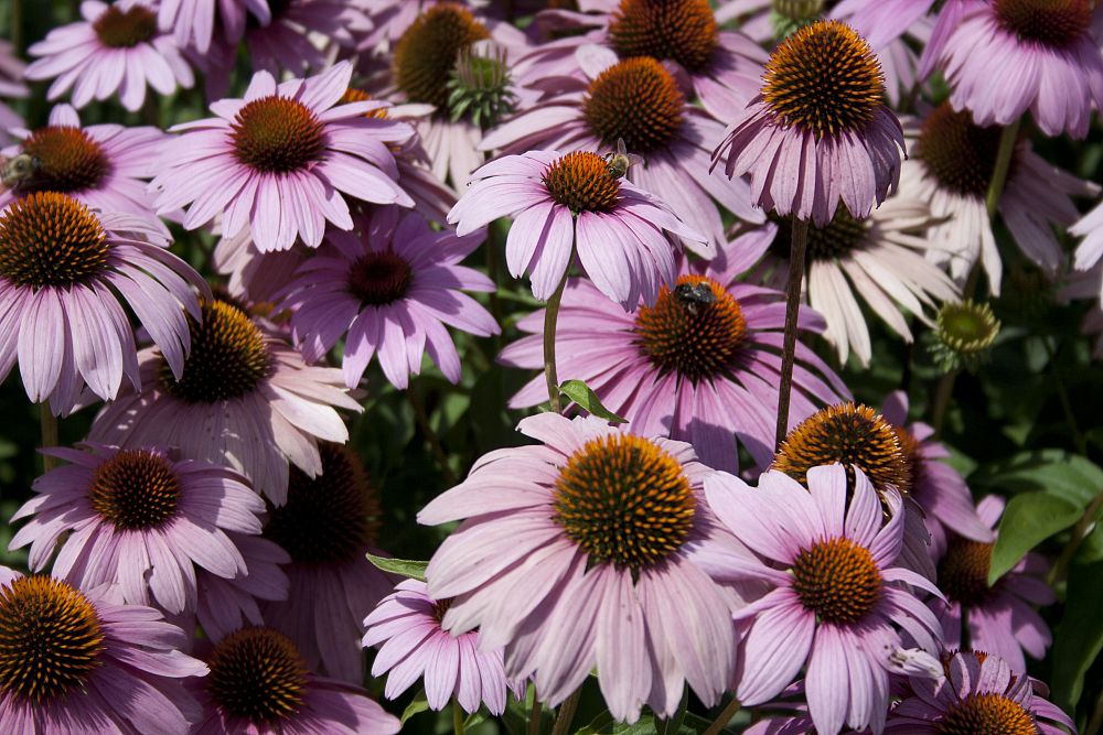 echinacea-purpurea-ruby-star-purple-coneflower