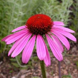 echinacea-purpurea-ruby-star-purple-coneflower
