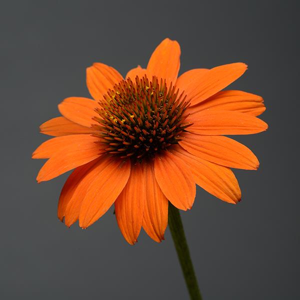 echinacea-purpurea-sombrero-adobe-orange-eastern-coneflower