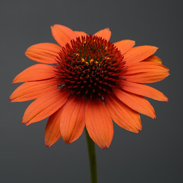 echinacea-purpurea-sombrero-flamenco-orange-eastern-coneflower