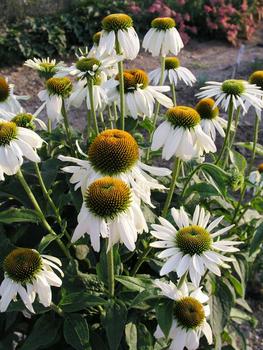 echinacea-purpurea-white-swan-purple-coneflower