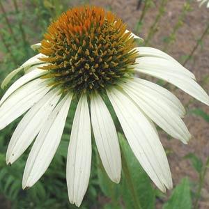 echinacea-purpurea-white-swan-purple-coneflower