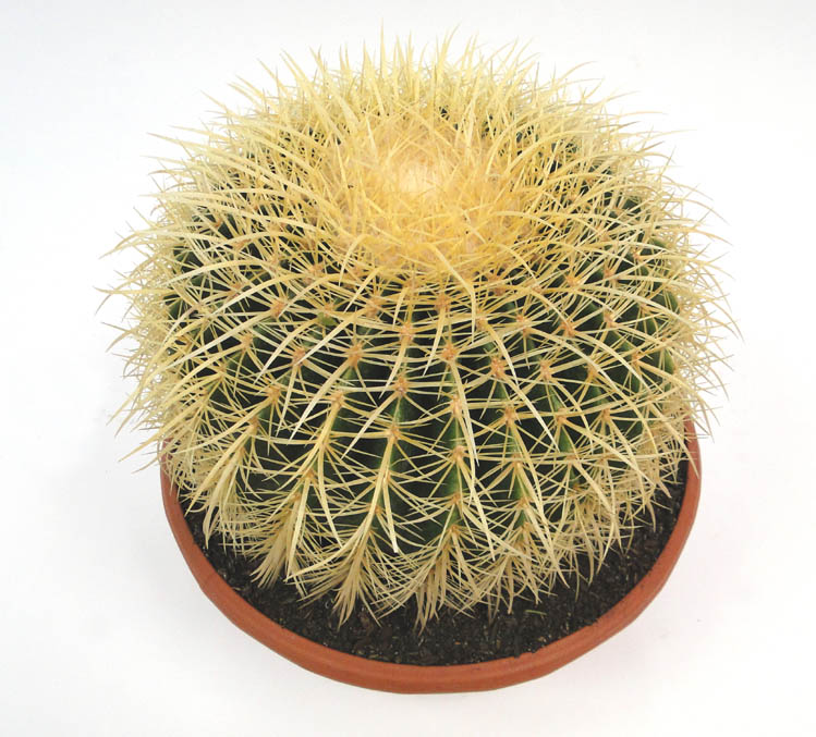 echinocactus-grusonii-golden-barrel-cactus