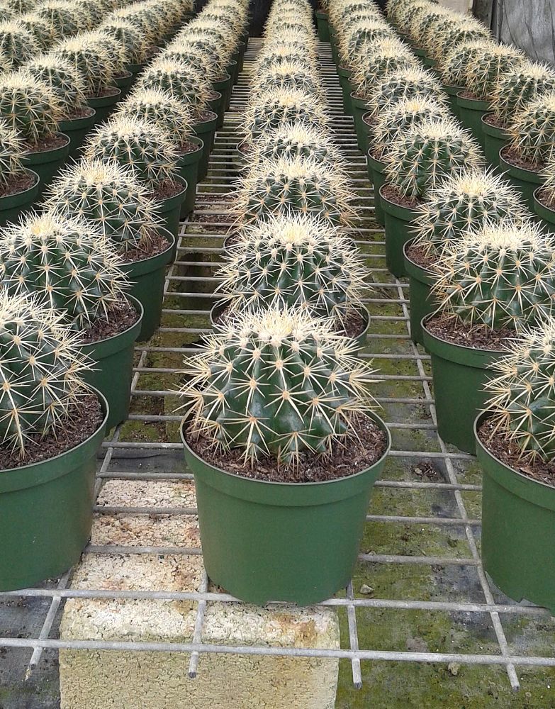 echinocactus-grusonii-golden-barrel-cactus