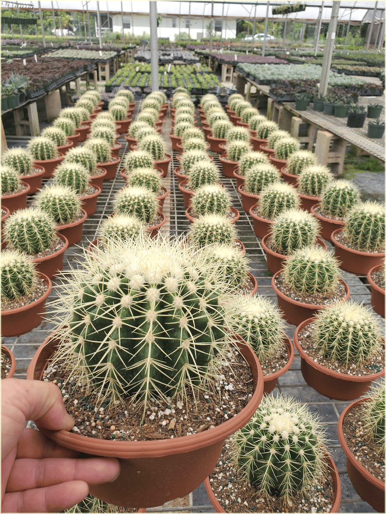 echinocactus-grusonii-golden-barrel-cactus