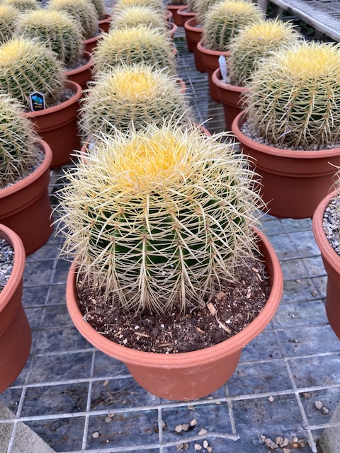 echinocactus-grusonii-golden-barrel-cactus