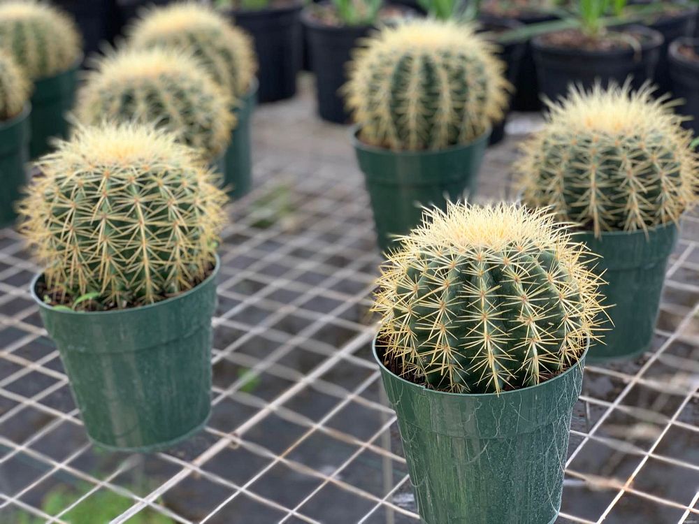 echinocactus-grusonii-golden-barrel-cactus
