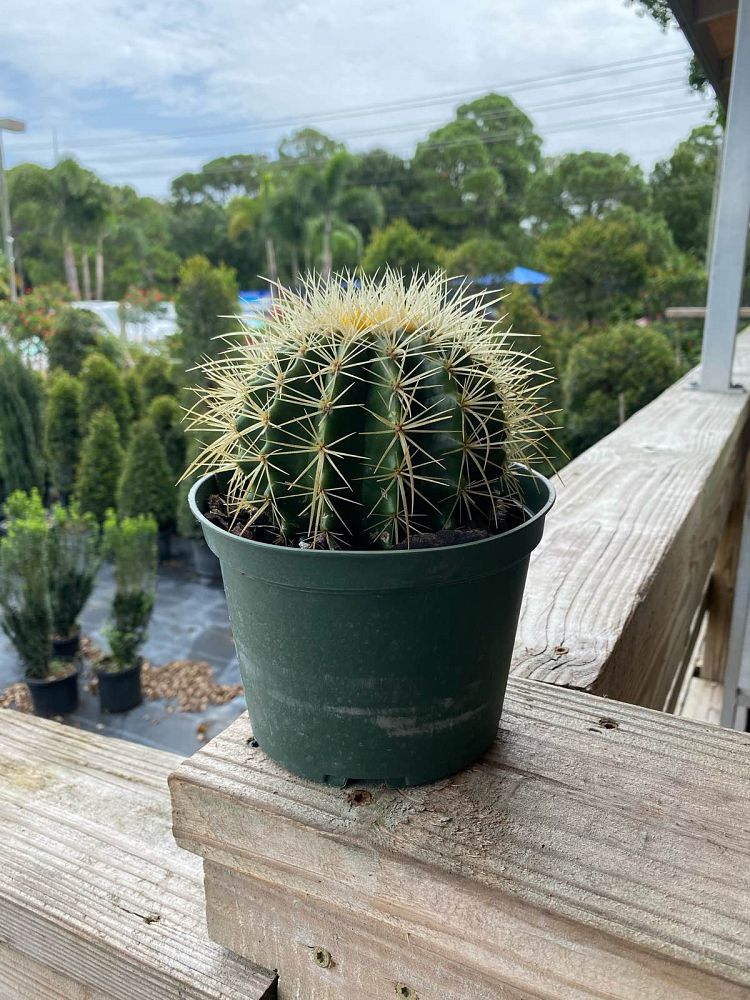 echinocactus-grusonii-golden-barrel-cactus