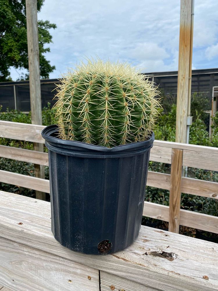 echinocactus-grusonii-golden-barrel-cactus