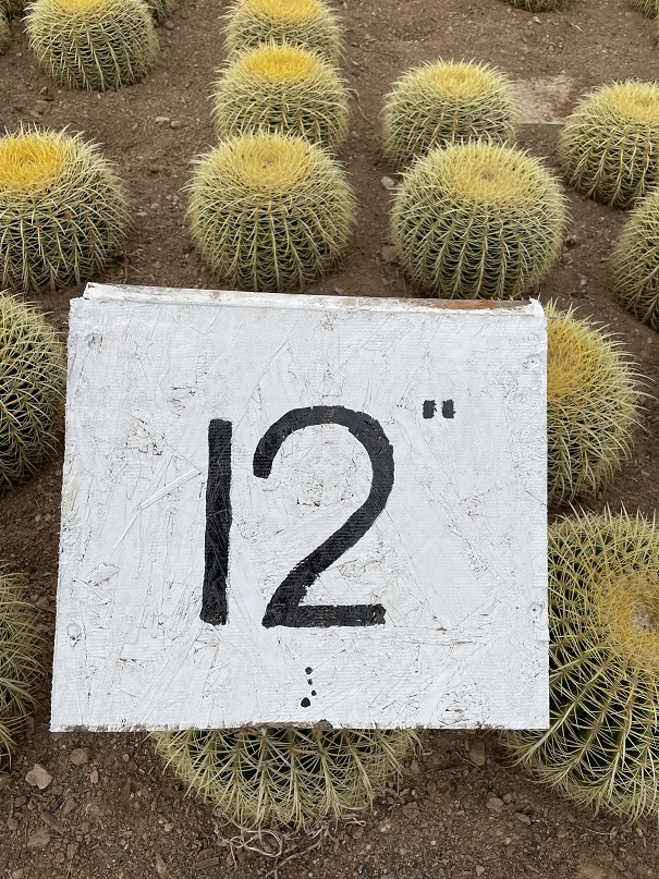 echinocactus-grusonii-golden-barrel-cactus