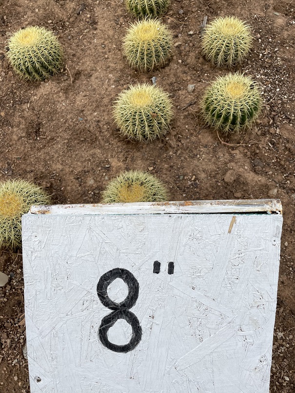 echinocactus-grusonii-golden-barrel-cactus
