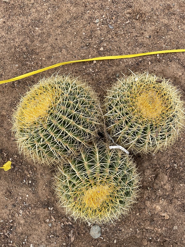 echinocactus-grusonii-golden-barrel-cactus