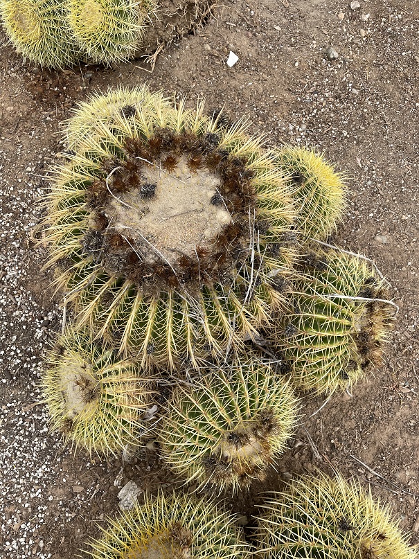 echinocactus-grusonii-golden-barrel-cactus
