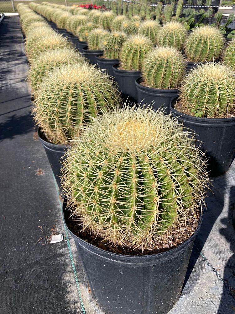 echinocactus-grusonii-golden-barrel-cactus
