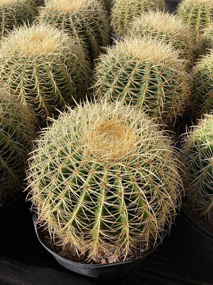 echinocactus-grusonii-golden-barrel-cactus
