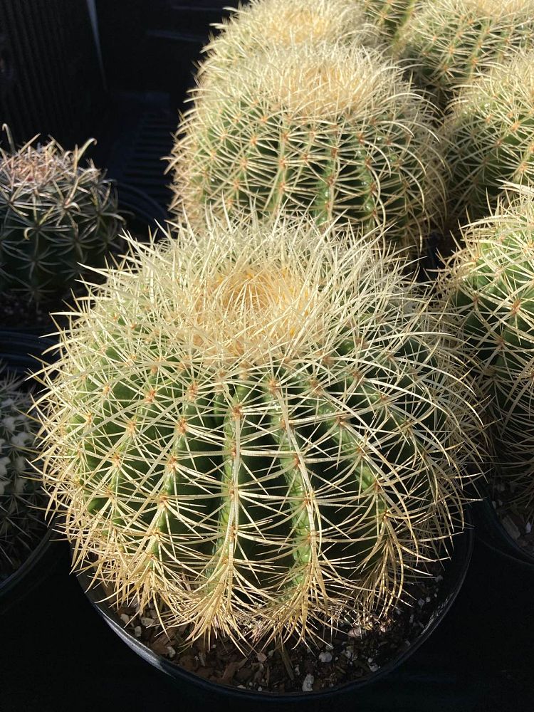 echinocactus-grusonii-golden-barrel-cactus