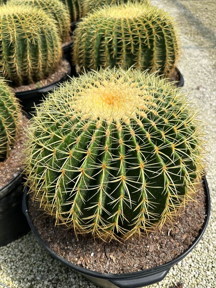 echinocactus-grusonii-golden-barrel-cactus