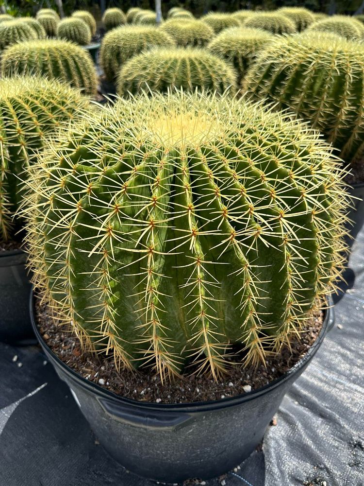 echinocactus-grusonii-golden-barrel-cactus