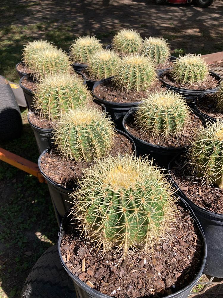 echinocactus-grusonii-golden-barrel-cactus