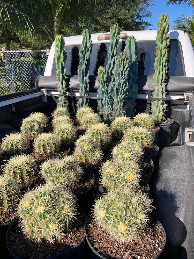 echinocactus-grusonii-golden-barrel-cactus