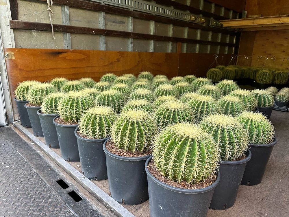 echinocactus-grusonii-golden-barrel-cactus