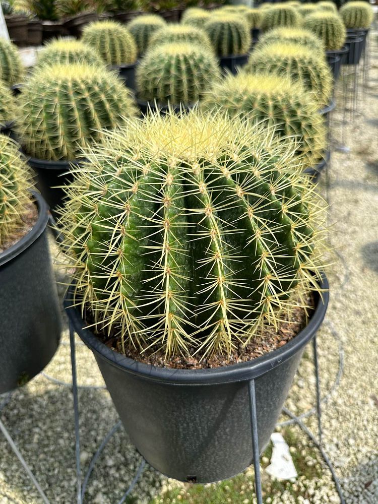echinocactus-grusonii-golden-barrel-cactus