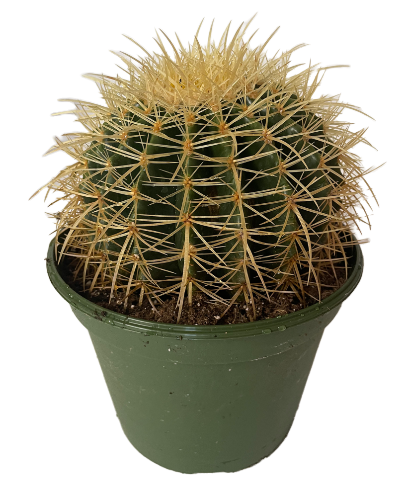 echinocactus-grusonii-golden-barrel-cactus