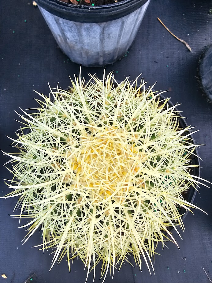 echinocactus-grusonii-golden-barrel-cactus
