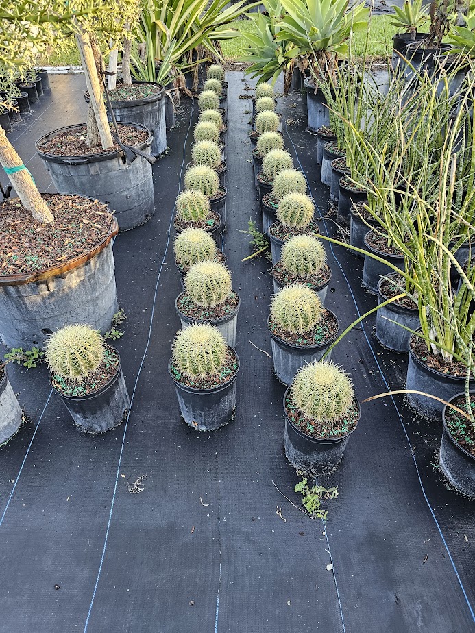 echinocactus-grusonii-golden-barrel-cactus