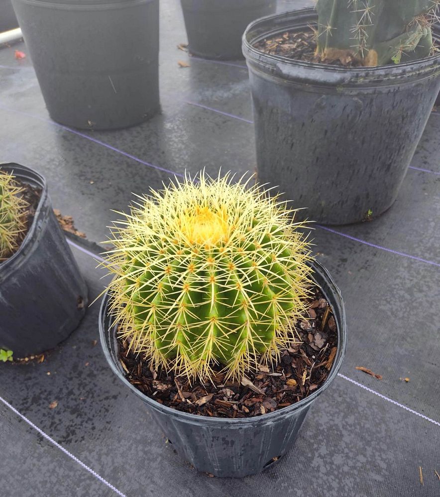 echinocactus-grusonii-golden-barrel-cactus