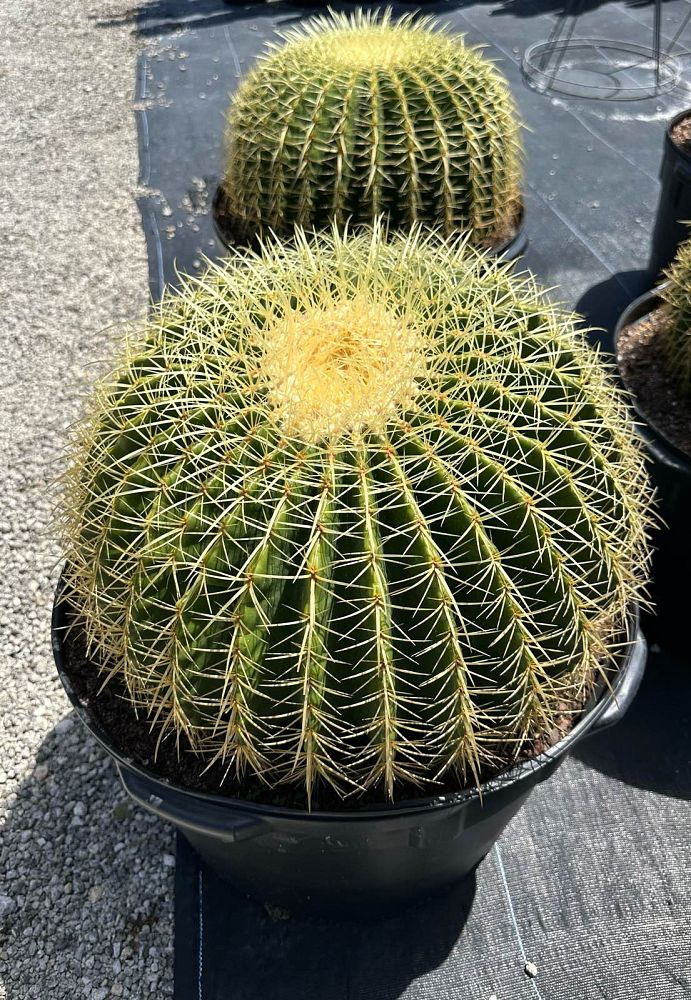 echinocactus-grusonii-golden-barrel-cactus